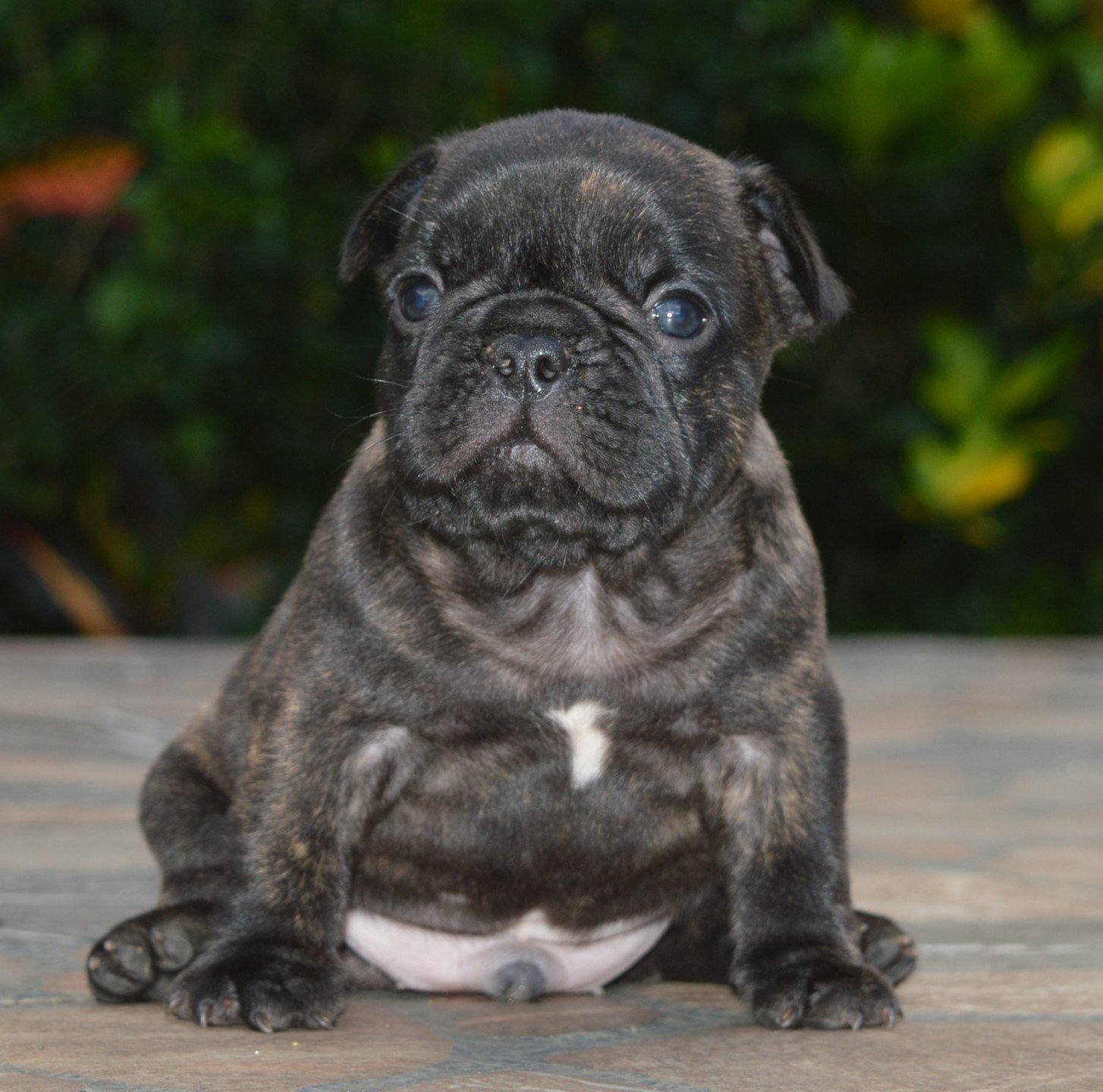 Rookie du Rêve Caraïbéen Chiot Bouledogue francais Guadeloupe