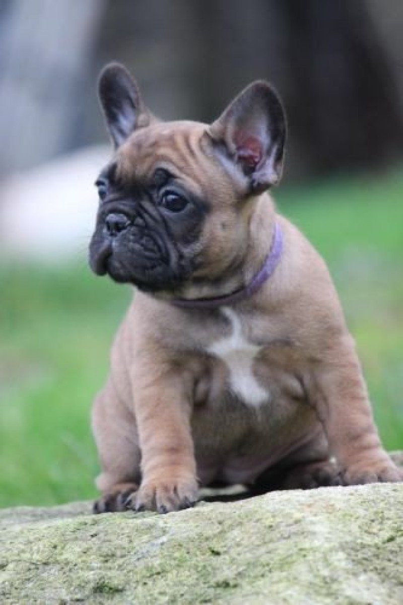 Alma Femelle Bouledogue francais Alma Femelle Bouledogue francais