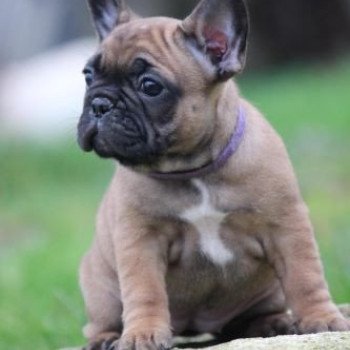 chiot Bouledogue francais Fauve Pan Bl Alma Elevage du Rêve Caraïbéen chiot Bouledogue francais Fauve Pan Bl Alma Elevage du Rêve Caraïbéen