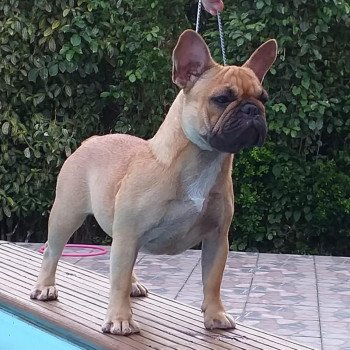 chien Bouledogue francais Fauve Ohanna Elevage du Rêve Caraïbéen