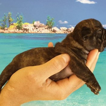 chiot Bouledogue francais Bringé Rolls Elevage du Rêve Caraïbéen