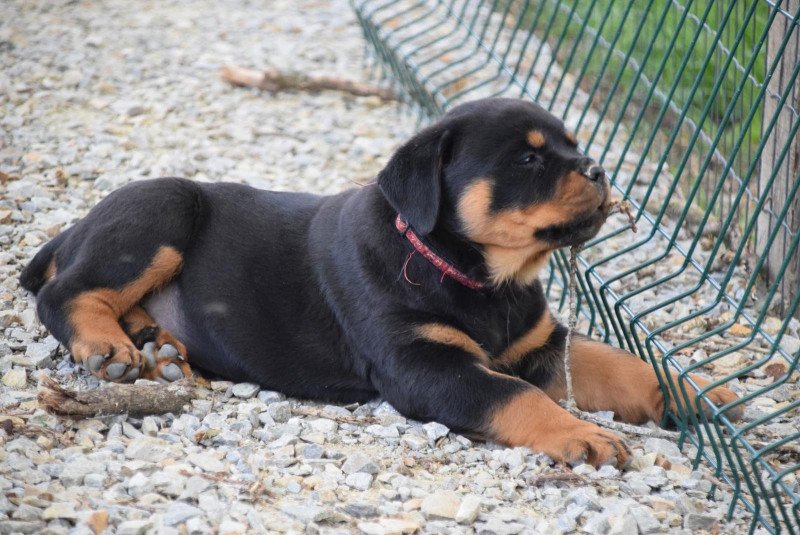Akéna Femelle Rottweiler Akéna Femelle Rottweiler