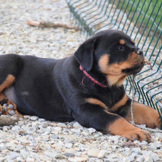 Akéna Femelle Rottweiler