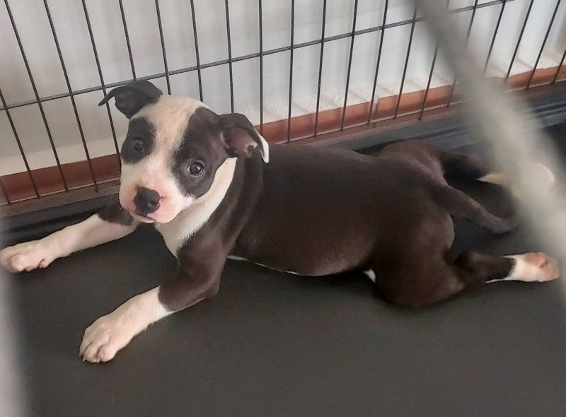 Azura Femelle Staffordshire bull terrier Azura Femelle Staffordshire bull terrier
