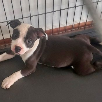 chiot Staffordshire bull terrier Fauve Bringée Panaché Blanc Azura Elevage du Rêve Caraïbéen chiot Staffordshire bull terrier Fauve Bringée Panaché Blanc Azura Elevage du Rêve Caraïbéen