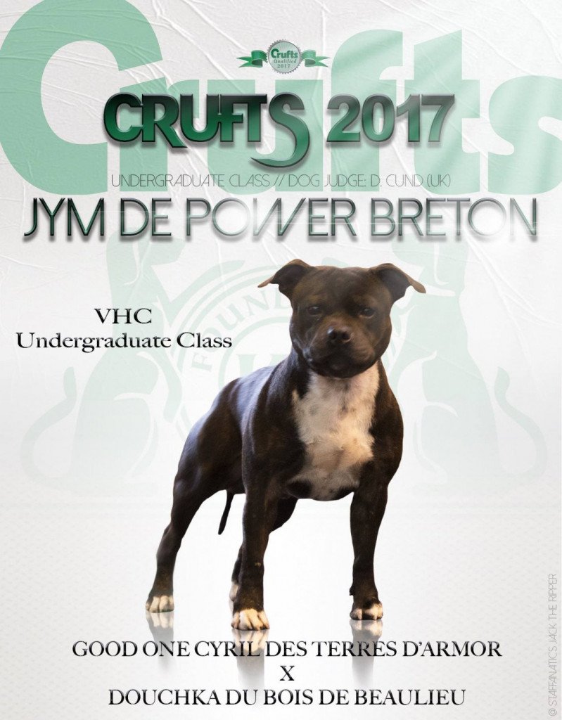 Jym Mâle Staffordshire bull terrier