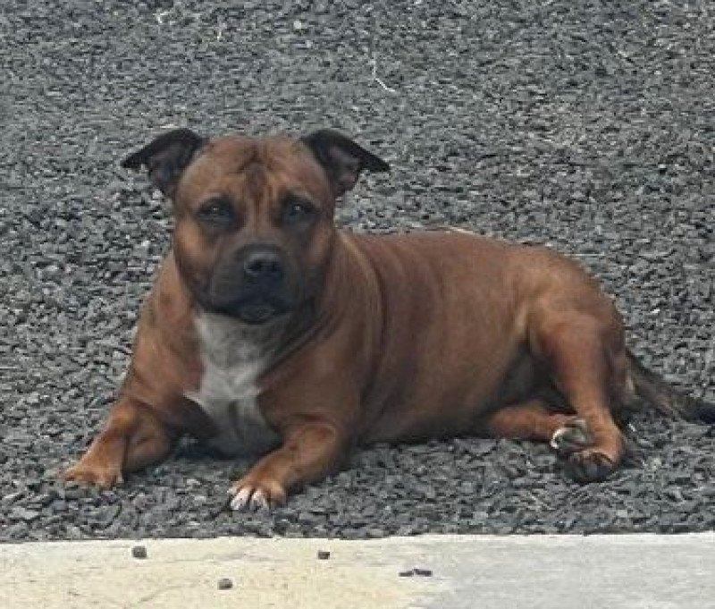 Raven Femelle Staffordshire bull terrier Raven Femelle Staffordshire bull terrier