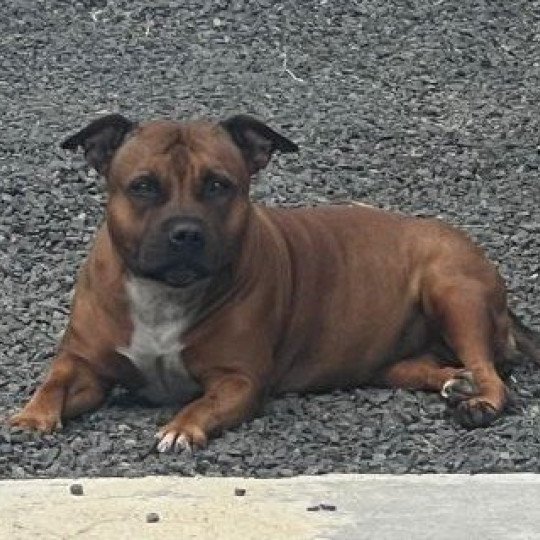 Raven Femelle Staffordshire bull terrier